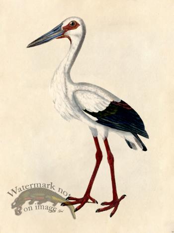 White Stork - Tribute Bd 16